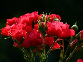 Bouquet de roses - fiori Bouquet de roses en chambre - Servizi