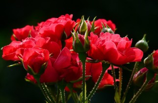 Bouquet de roses - Blumen Bouquet de roses en chambre - Dienstleistungen